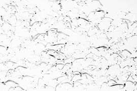 Great terns and black-headed gulls