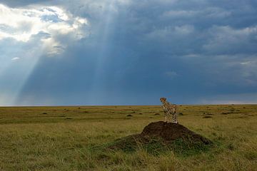 Gepard a. Termitenhügel von Peter Michel