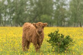 Scottish Highlander calf between yellow flowers by Ans Bastiaanssen