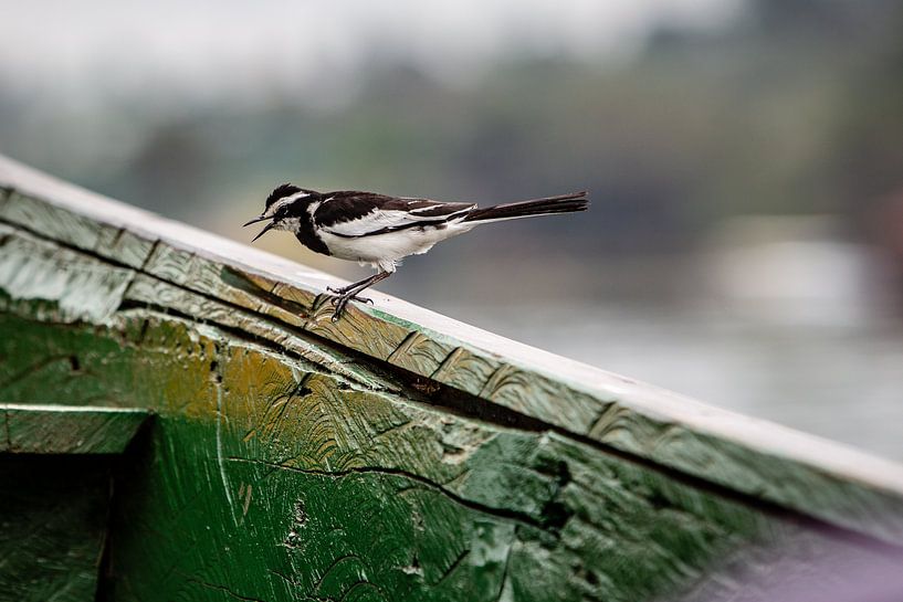 bird on the edge of the boat on the river Nile in Uganda by Eric van Nieuwland