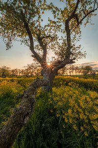 Sunrise at whimsical old tree among rapeseed