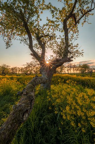 Zonsopkomst bij grillige oude boom tussen koolzaad