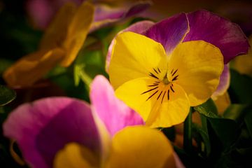 Geel met paarse viooltjes