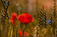 Mohnblume im Kornfeld von Kurt Krause Miniaturansicht