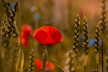 Mohnblume im Kornfeld