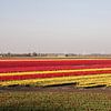 Tulipfield sur Kyra Hoekema
