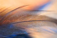 Fly away