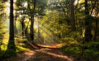 Vroeg in de ochtend in het Speulderbos
