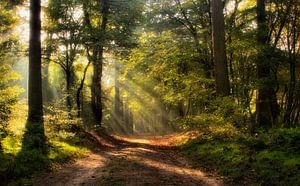 Vroeg in de ochtend in het Speulderbos van Jos Erkamp