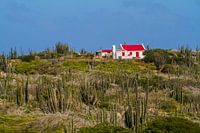 Zuilcactus landschap met oud Arubaans cunucu huis.