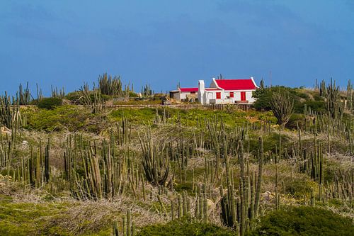 Column cactus landscape with old Aruban cunucu house.