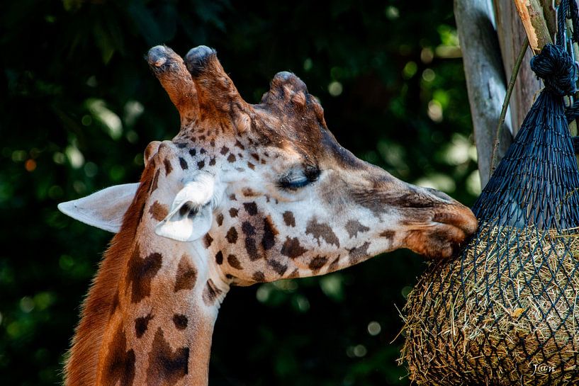 smells good by Jan Mulder
