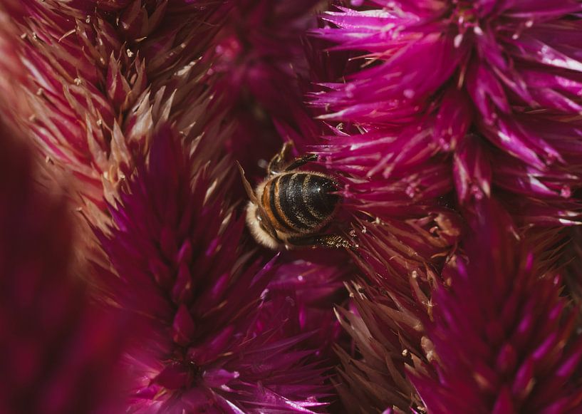 Bee butt van Eline Huizenga