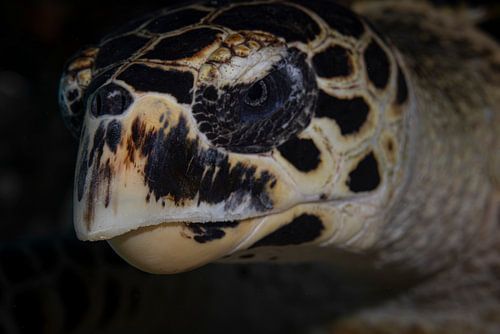 Karetschildpad @ Komodo, Indonesie