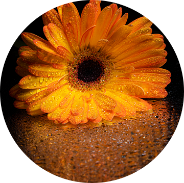 De geel - oranje Gerbera met druppels op spiegelend oppervlak van Marjolijn van den Berg