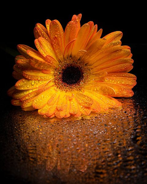 Die gelb-orange Gerbera mit Tropfen auf verspiegelter Oberfläche von Marjolijn van den Berg