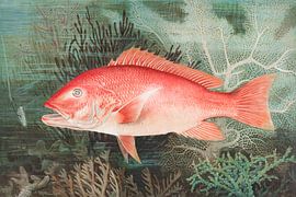 Northern Red Snapper chromolithograph, Samuel Kilbourne