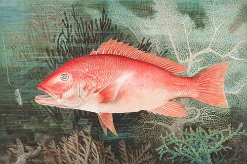Northern Red Snapper chromolithografie, Samuel Kilbourne