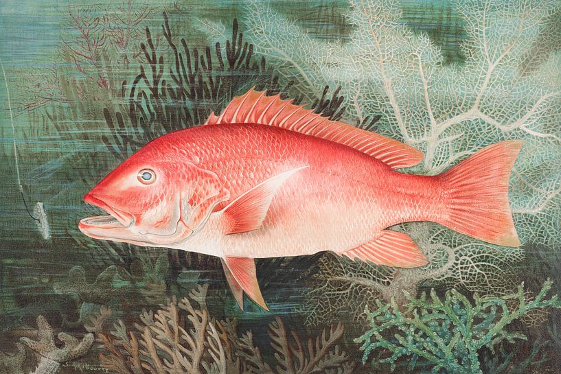 Northern Red Snapper chromolithograph, Samuel Kilbourne by Masterful Masters