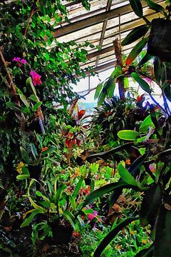 Orchideeënhuis 2 van Dorothy Berry-Lound