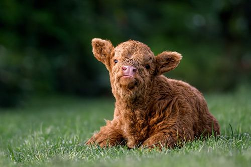 Scottish Highlander calf in the forest
