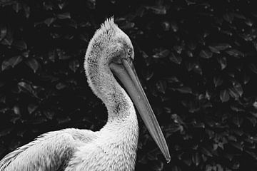 The Pelican hides in the bushes by Wouter Kramer