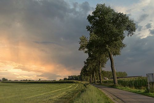 Row of trees Aarle HMS