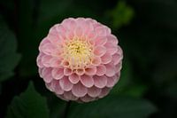 Pastel-coloured Dahlia