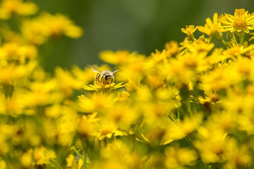 Flowers with bee by Menno Selles