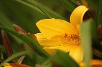 gele bloem