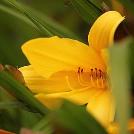 gele bloem van Sanne Willemsen
