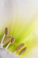 De schoonheid van een amaryllis