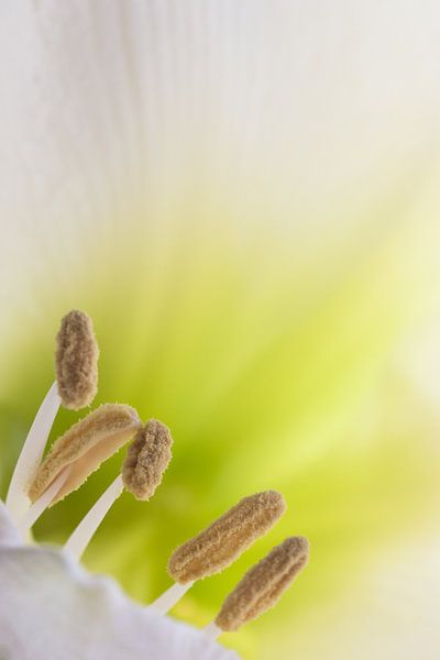 De schoonheid van een amaryllis van Marcel Keurhorst