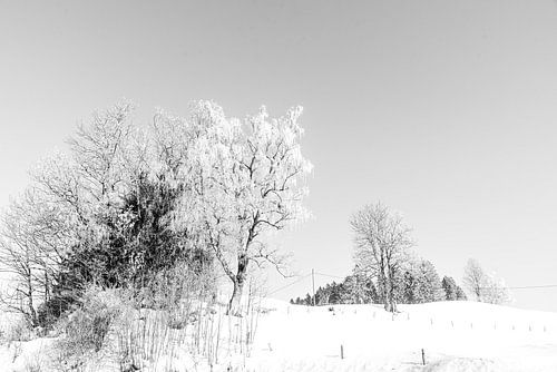Winterlandschap met bomen in de sneeuw in zwart-wit in de Allgäu in Duitsland