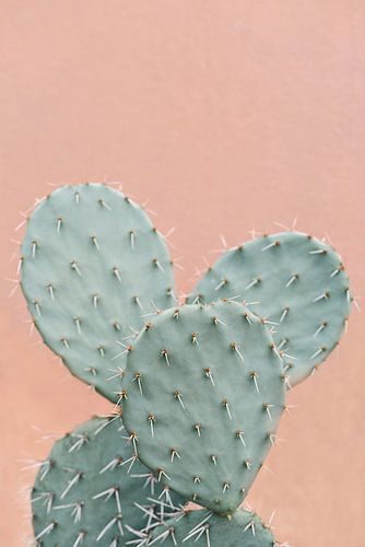 Cacti against coral pink wall | Cactus | Botanical picture