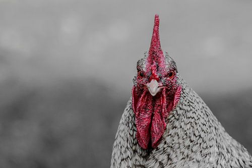 One on one with chicken (black and white)