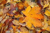 Ahornblad, kleurrijk herfstblad dat op de grond ligt, Duitsland van Torsten Krüger thumbnail