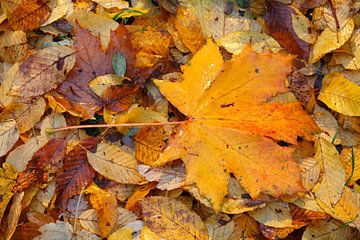 Ahornblad, kleurrijk herfstblad dat op de grond ligt, Duitsland
