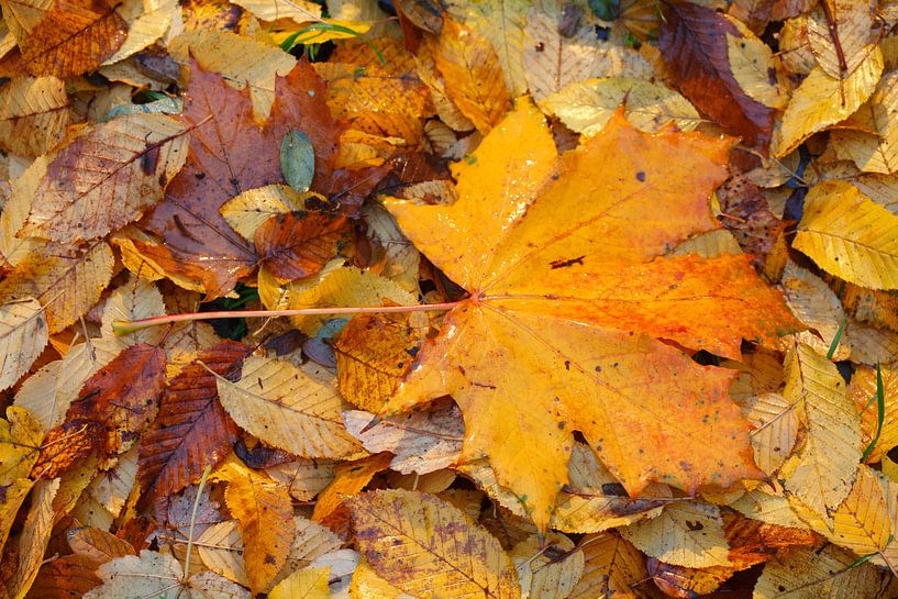 Feuille d'érable, feuilles d'automne colorées gisant sur le sol, Allemagne par Torsten Krüger