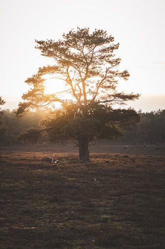 Boom Wezepsche heide