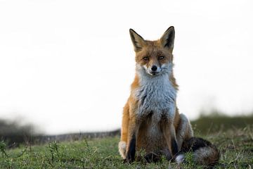 Renard dans les dunes d'approvisionnement en eau d'Amsterdam sur Bianca Fortuin