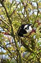 A magpie in a bush by Gerard de Zwaan thumbnail