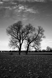 Concept nature : Two tree´s