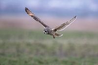 Short-eared owl in flight in search of mice Landscape 