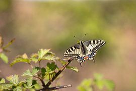Swallowtail on bramble by Antoine Deleij