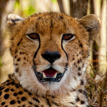 Cheetah hoofd van Peter Michel