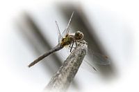 Glass cutter, dragonfly female