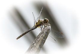 Glasschneider, Libelle weiblich von tovano.pictures