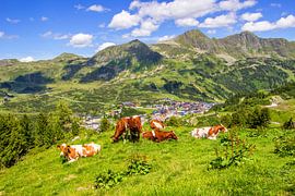 An Alpine paradise with cows in Obertauern by Christa Kramer