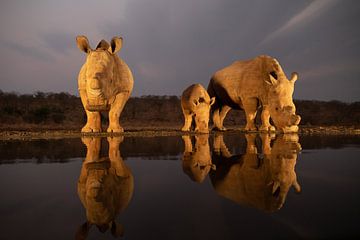 A rhino family arrives at nightfall at a watering hole